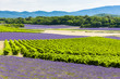 Photo: lavender fields with vineyards, Rhone-Alpes, France lavender fields with vineyards, Rhone-Alpes, France
