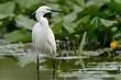 Egretta garzatta