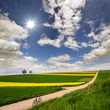 Frühsommer: Weg durch bunte Felder (Raps und Weizen)