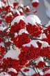 Rowan ( sorbus ) berries in winter