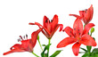 Lily isolated on white background