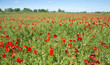 Photo: field of poppies field of poppies