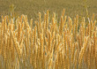 Photo: champ de blé champ de blé