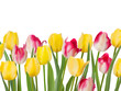 Beautiful spring flowers. EPS 8