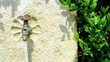 Gros Plan d'une fontaine dans un jardin fleuri.