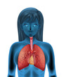 Human respiratory system