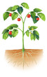 Parts of a plant