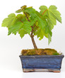 Bonsai Ahorn