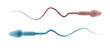 Sperm Cell Pink And Blue