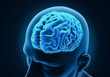Human Brain Anatomy
