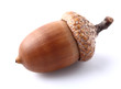 One dried acorn