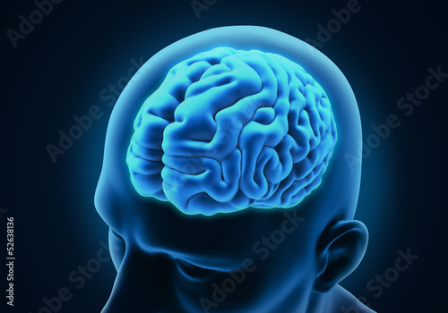 Illustration: Human Brain Anatomy Human Brain Anatomy