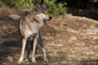 einzelner Wolf