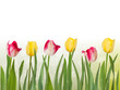 Spring tulipa background. EPS 10