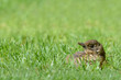 Foto: Junge Amsel Junge Amsel