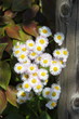 Daisies