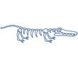 Crocodile Skeleton