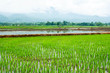 Rice field terraces ,Thailand