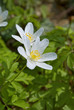 Wood Anemone
