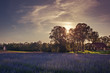 Landscape with blooming lavender field and farm in background