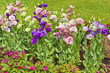 lisianthus