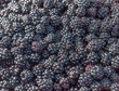 Foto: Blackberry background Blackberry background