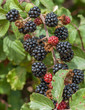 Foto: Blackberry time Blackberry time