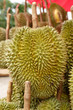 king of furit durian from thailand