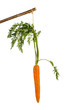 fresh carrots on floor