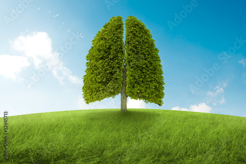 Illustration: The lungs of Earth The lungs of Earth