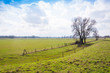 Rural landscape with some bare trees