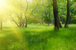 Sunny spring forest