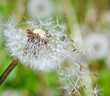 Foto: Flugschirme der Pusteblume beim Start Flugschirme der Pusteblume beim Start