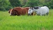 Horses grazing