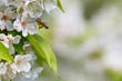 Honey bee in flight approaching blossoming cherry tree