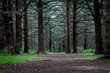 chemin et cèdres