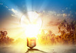 Light bulb and nature