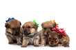Foto: Four puppies Four puppies