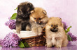 pomeranian spitz