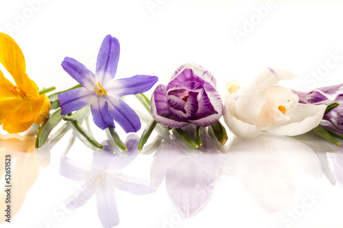 Photo: beautiful flowers of crocuses beautiful flowers of crocuses