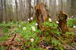 Anemones nemorosa flowers