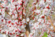 cherry Blossom in spring in italy
