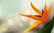 Vektor: Floral background, Strelitzia - desktop wallpaper Floral background, Strelitzia - desktop wallpaper