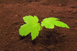 canvas print picture - baum