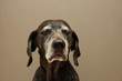 German shorthaired pointer, female