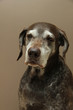 German shorthaired pointer, female
