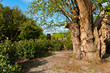 Landscaped Park