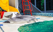 dolphins