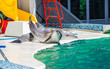 dolphins