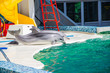 dolphins